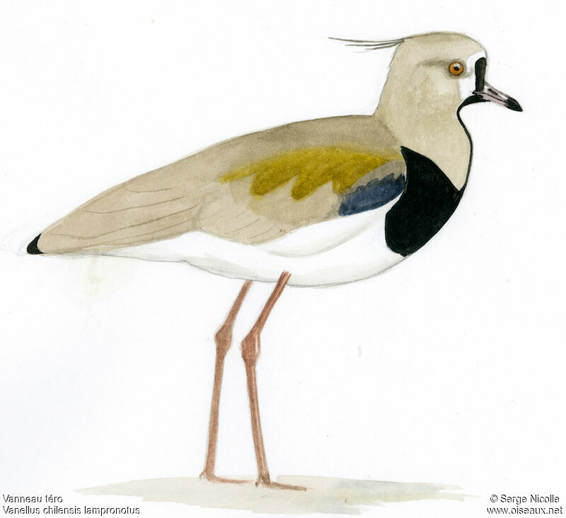 Southern Lapwing, identification