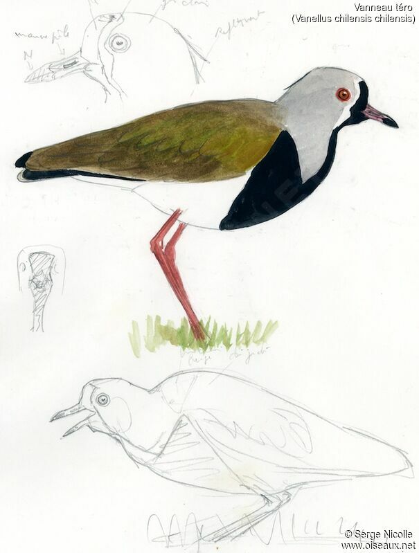 Southern Lapwing, identification