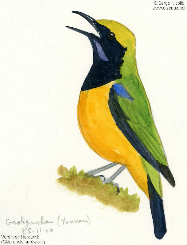 Orange-bellied Leafbird, identification