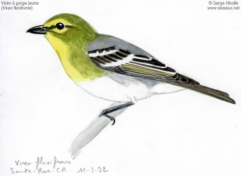 Yellow-throated Vireo, identification