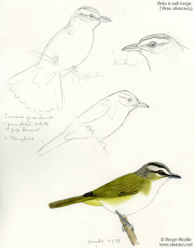 Red-eyed Vireo, identification