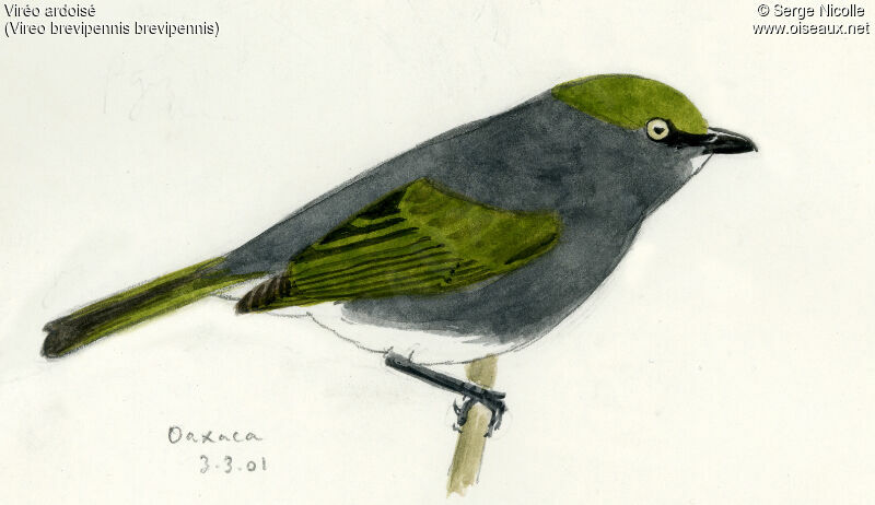 Slaty Vireo, identification