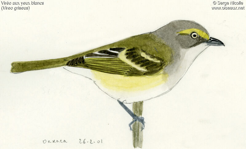 White-eyed Vireo, identification