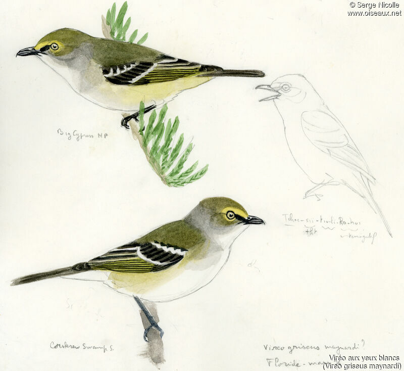 White-eyed Vireo, identification