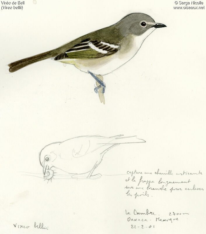 Bell's Vireo, identification