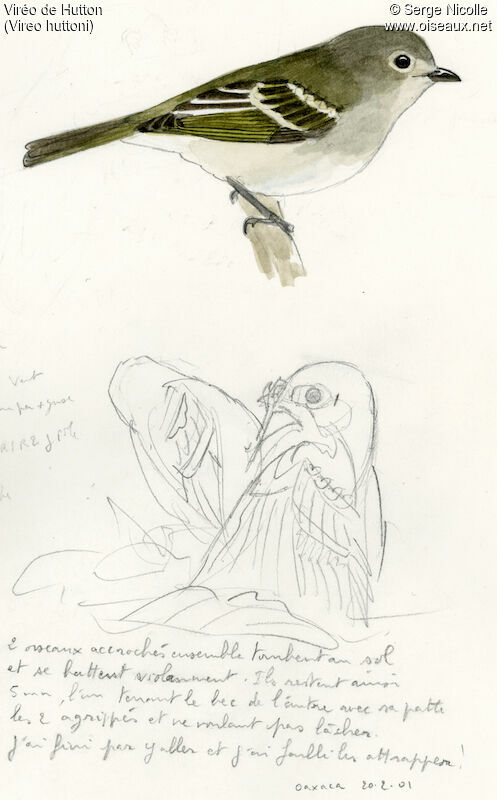 Hutton's Vireo, identification