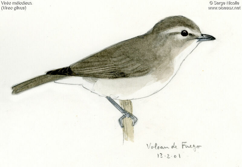 Warbling Vireo, identification