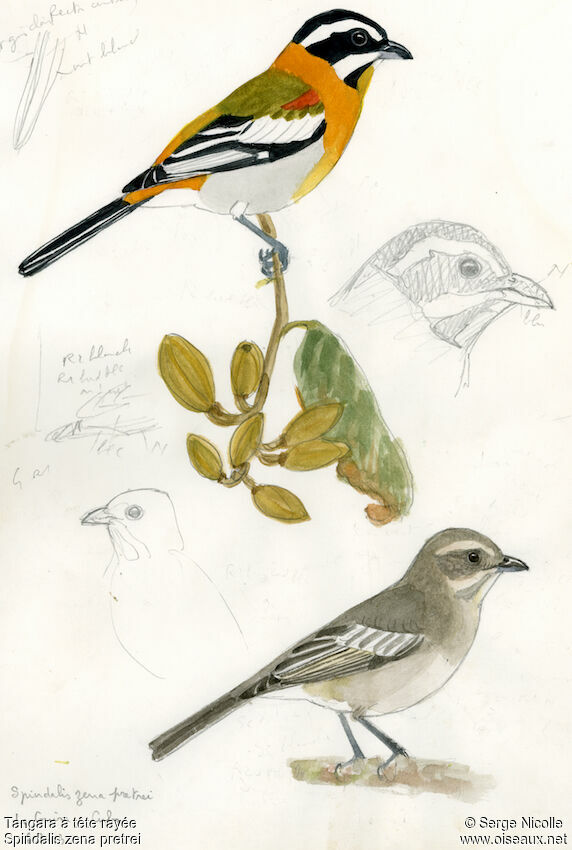 Western Spindalis