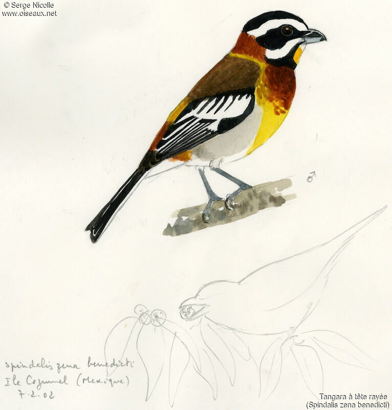 Western Spindalis