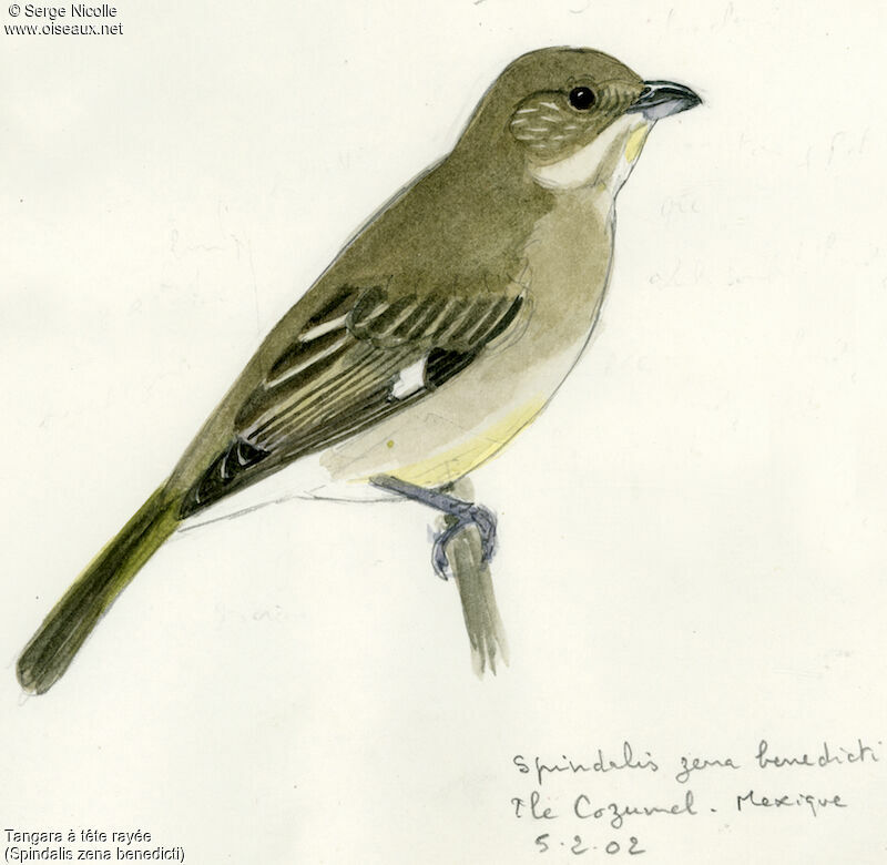 Western Spindalis