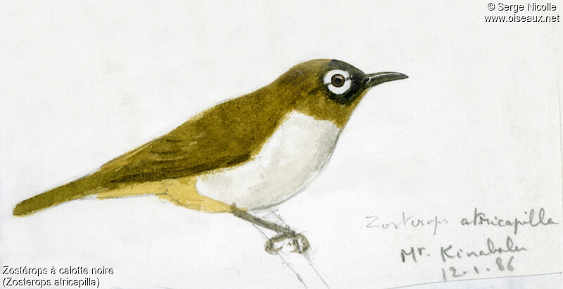 Black-capped White-eye, identification