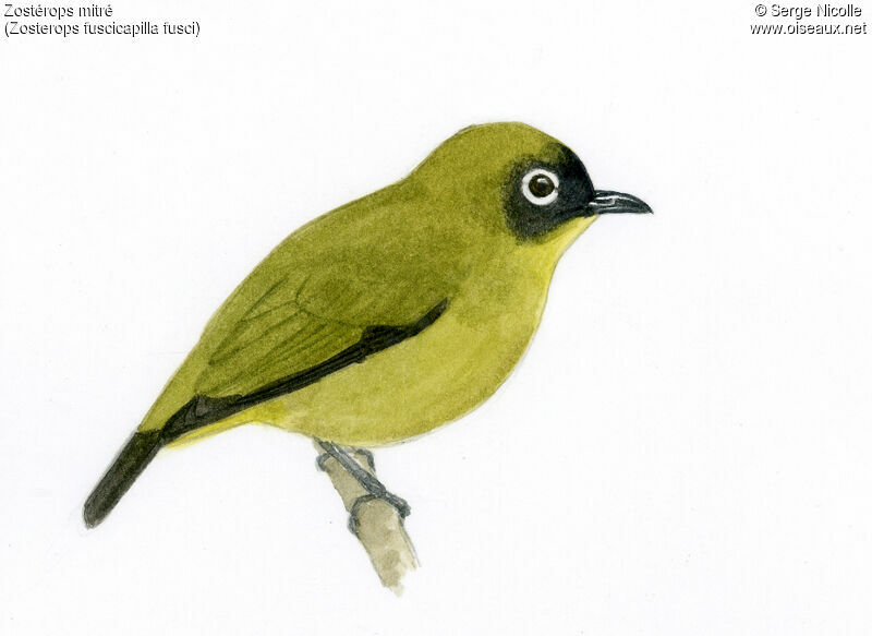 Capped White-eye, identification