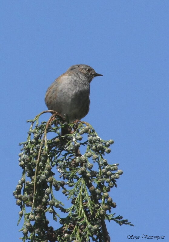 Dunnockadult, Behaviour