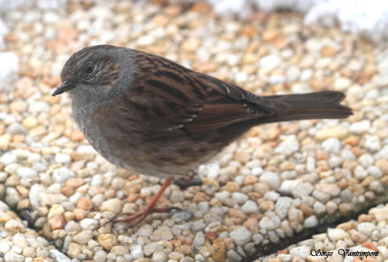 Dunnockadult, identification