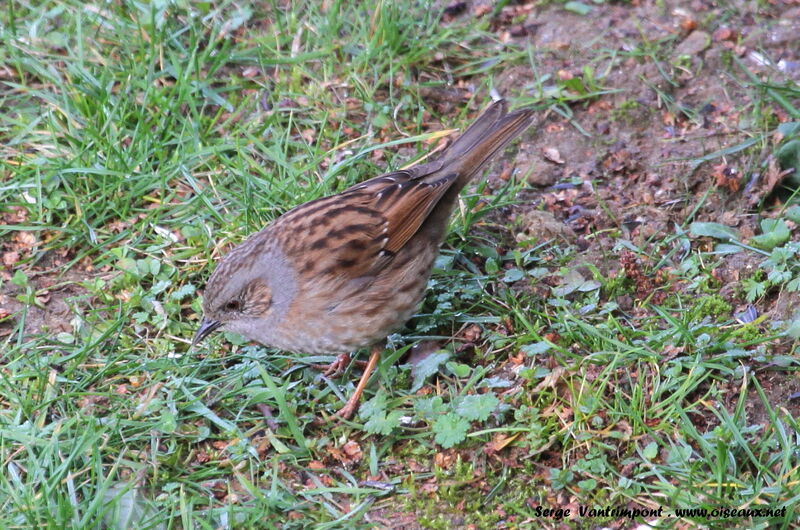 Accenteur mouchetadulte, identification, Comportement