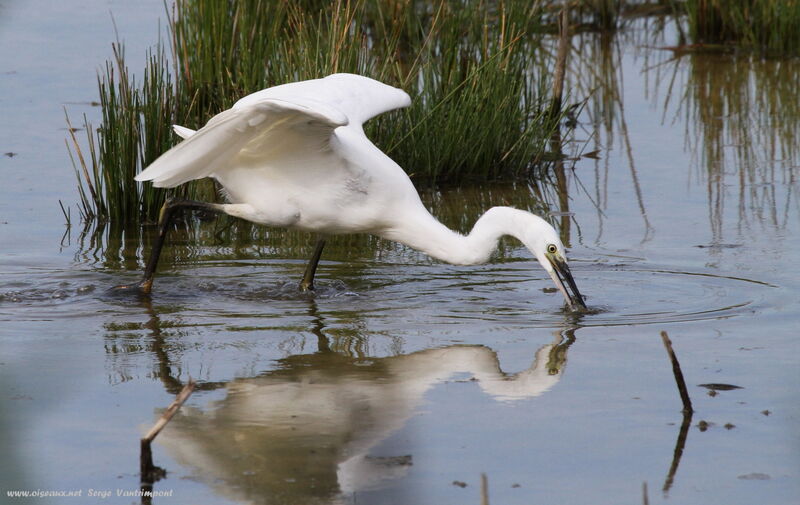 Little Egretadult, feeding habits, Behaviour