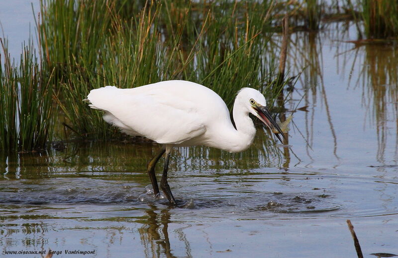 Aigrette garzetteadulte, régime