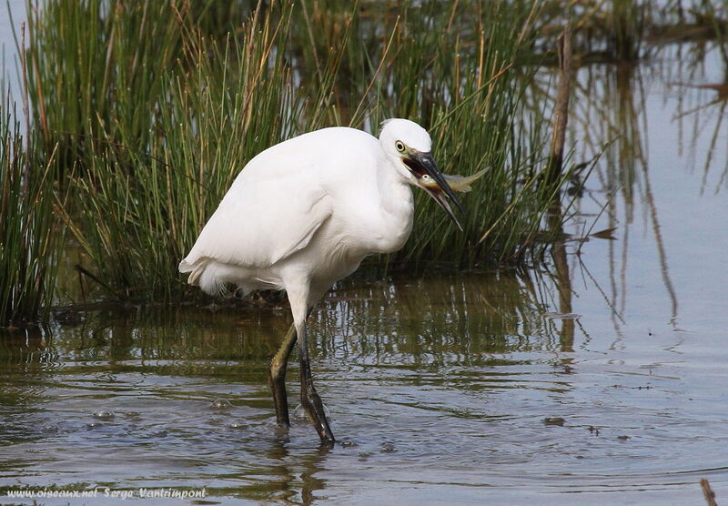 Aigrette garzetteadulte, régime