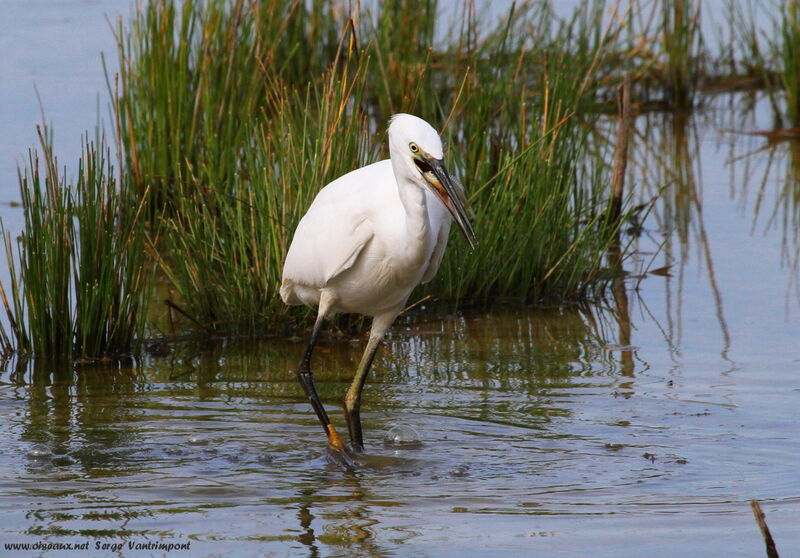 Aigrette garzetteadulte, régime