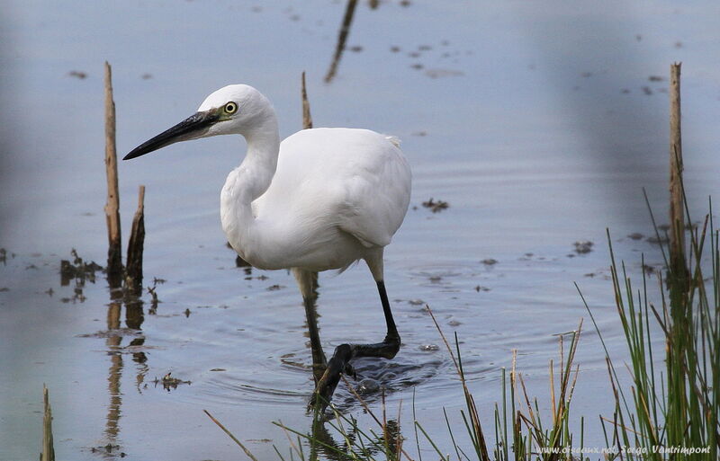 Aigrette garzetteadulte, Comportement