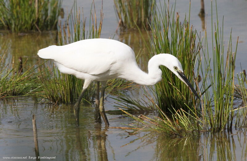 Little Egretadult, Behaviour