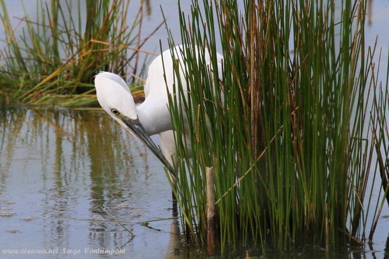 Aigrette garzetteadulte, Comportement