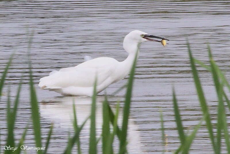 Aigrette garzetteadulte, régime