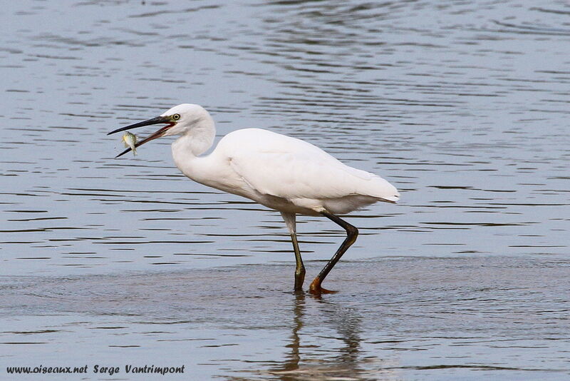 Little Egretadult, feeding habits