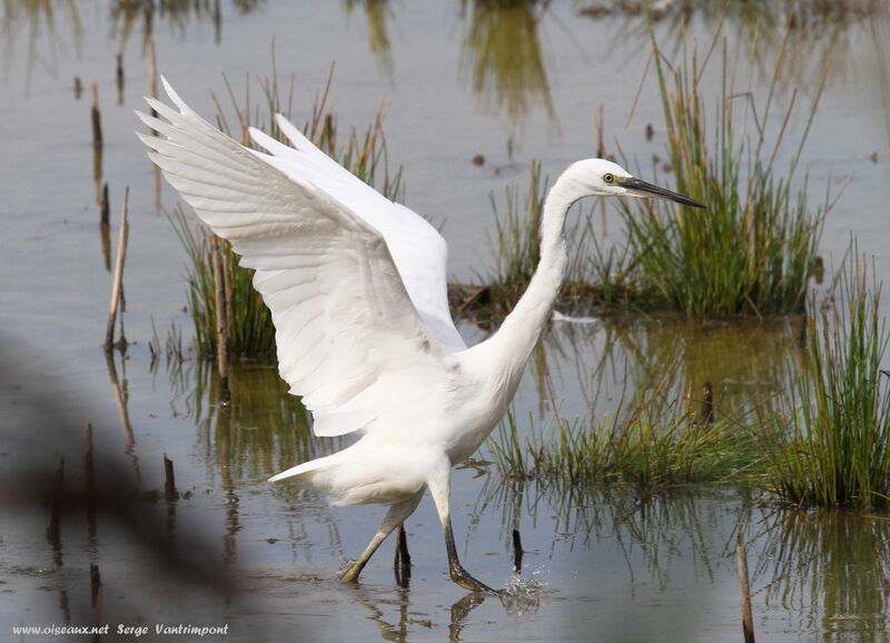 Aigrette garzetteadulte, Comportement