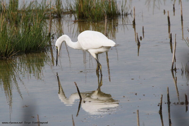 Aigrette garzetteadulte, Comportement