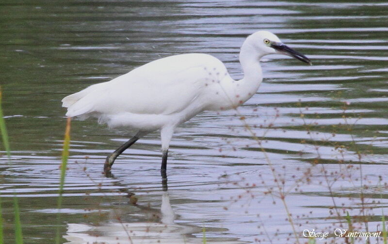 Aigrette garzetteadulte, régime, Comportement