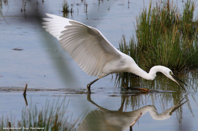 Little Egretadult, Behaviour