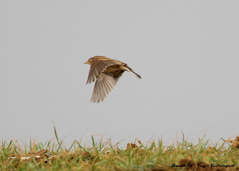 Eurasian Skylarkadult, Flight