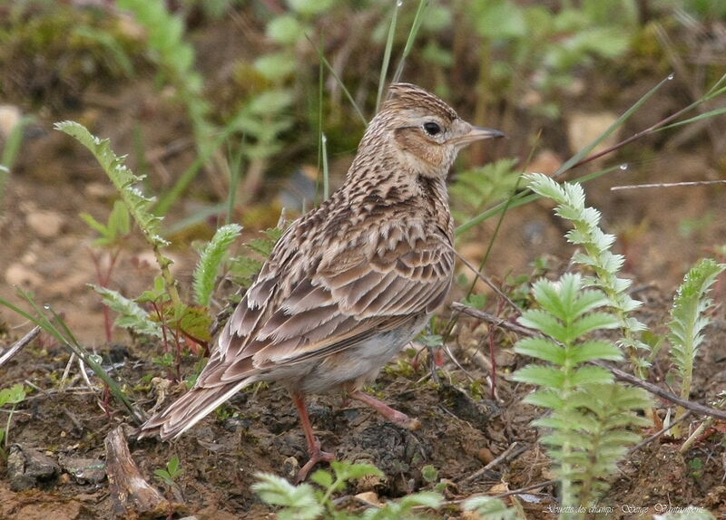 Eurasian Skylark, Behaviour