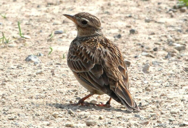 Eurasian Skylark, Behaviour