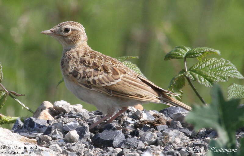 Alouette des champsjuvénile, identification