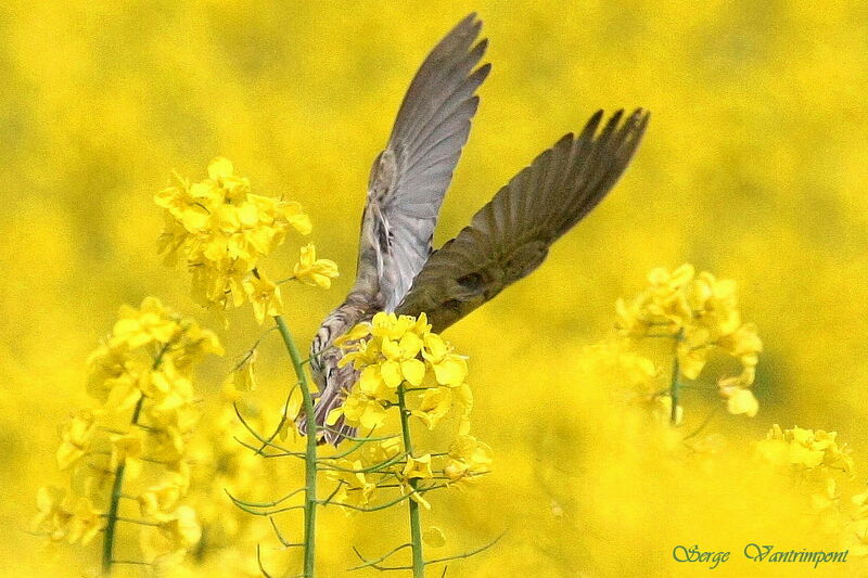 Eurasian Skylarkadult, Flight, Behaviour