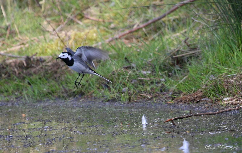 White Wagtail, Flight