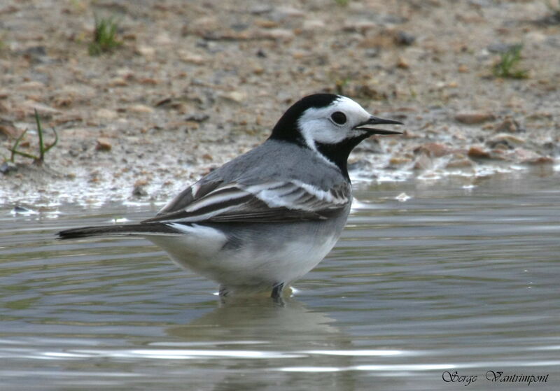 White Wagtailadult, Behaviour