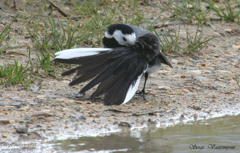 White Wagtailadult, care, aspect, pigmentation, Behaviour