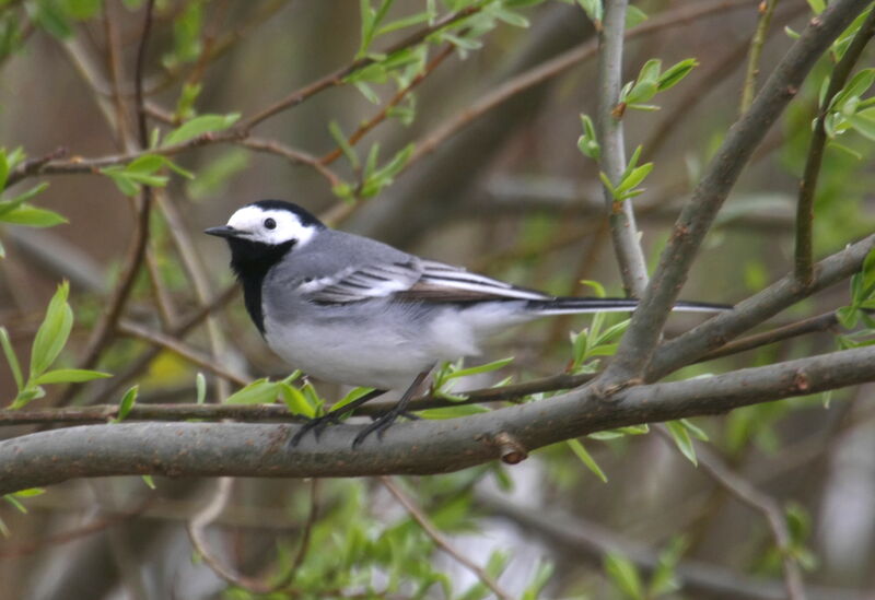 White Wagtailadult, Behaviour