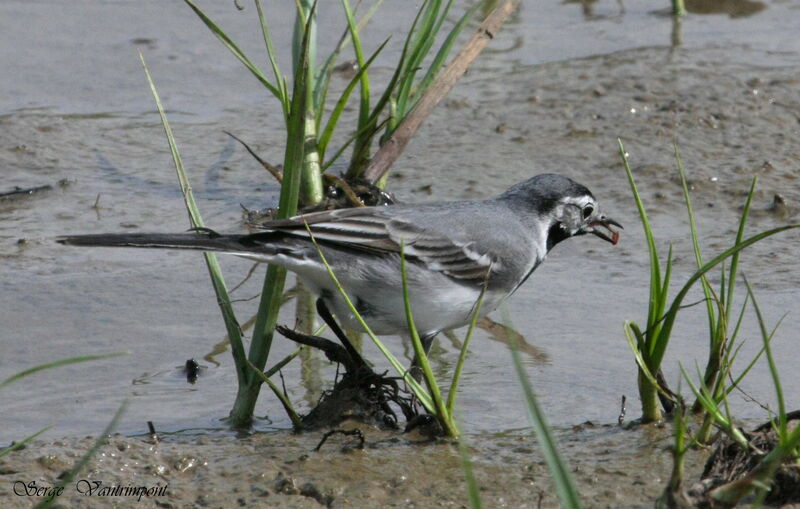 White Wagtailadult, feeding habits