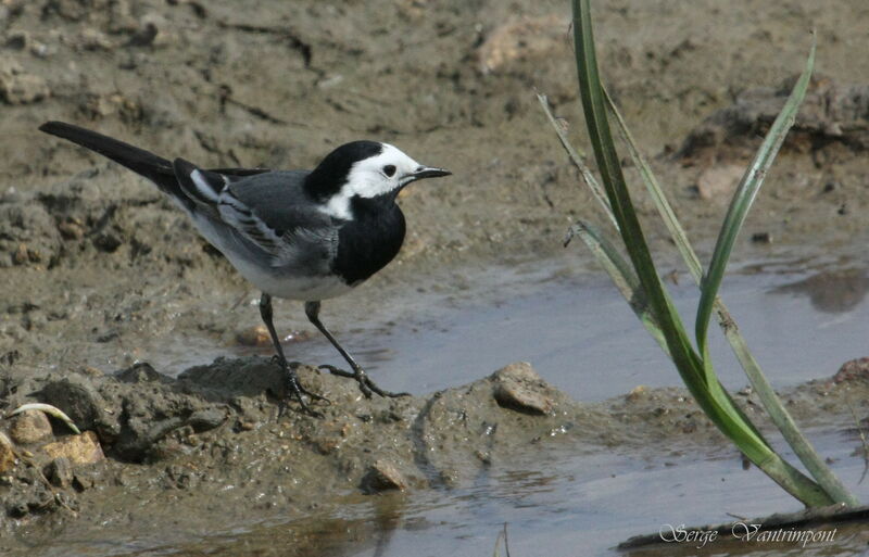 White Wagtailadult, Behaviour