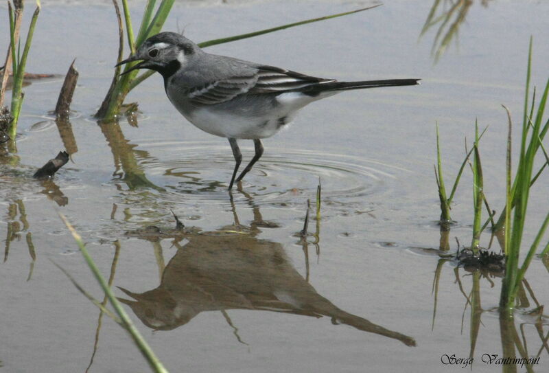 White Wagtailadult, Behaviour