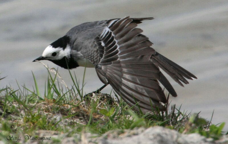 White Wagtailadult, Behaviour