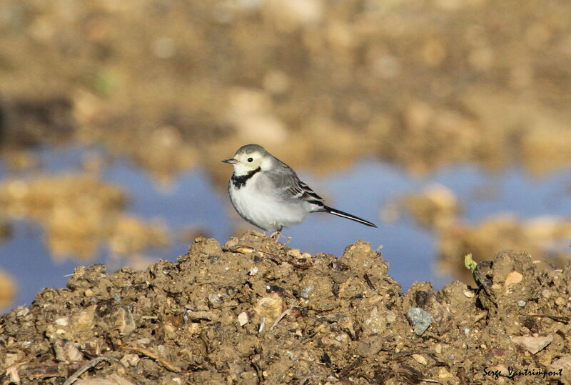 White Wagtail, Behaviour