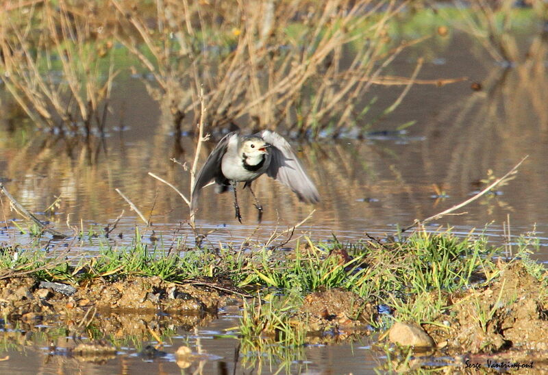 White Wagtail, Flight