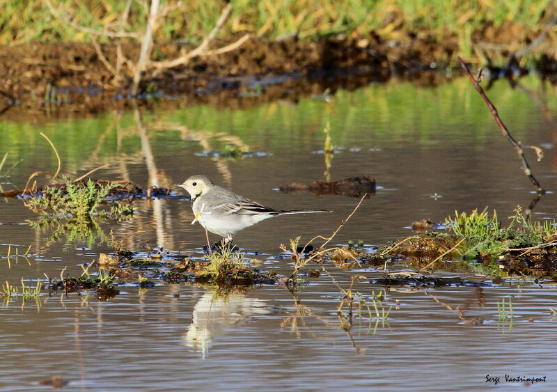 White Wagtail, Behaviour