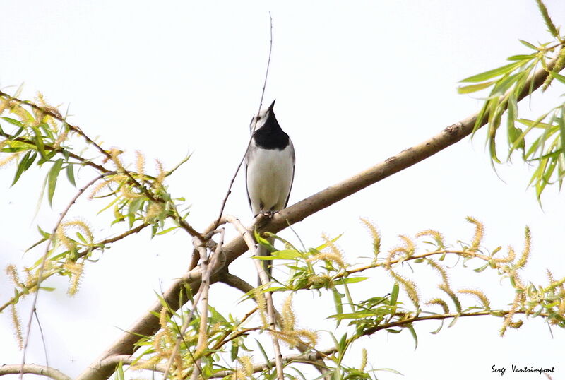 White Wagtailadult, Flight