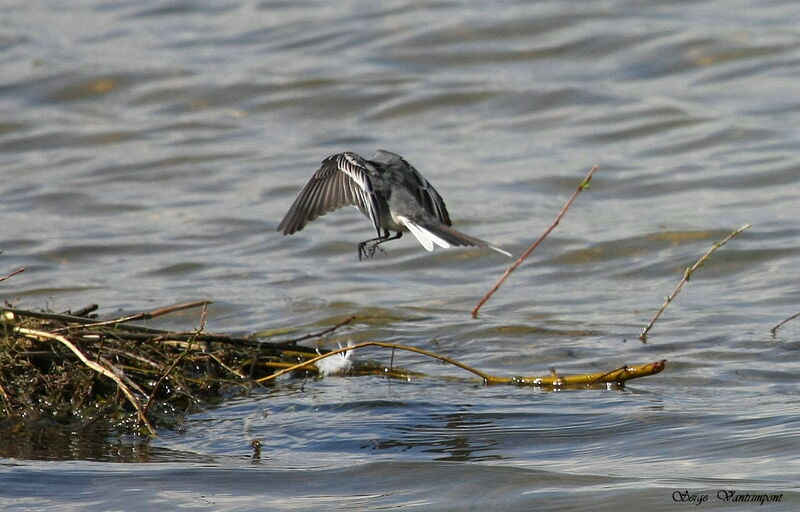 White Wagtail, Flight